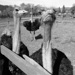 Thumbnail image for Grădina cu Struti Ostrich Garden