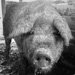 Thumbnail image for Kovács Mihály -Pig farmer